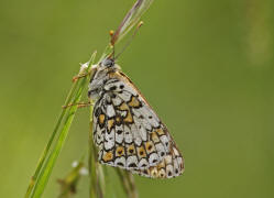 Melitaea cinxia / Wegerich-Scheckenfalter / Edelfalter - Nymphalidae