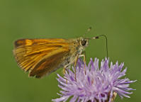 Ochlodes sylvanus / Rostfarbiger Dickkopffalter (syn. Ochlodes venatus) / Tagfalter - Dickkopffalter - Hesperiidae - Hesperiinae