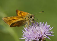 Ochlodes sylvanus / Rostfarbiger Dickkopffalter (syn. Ochlodes venatus) / Tagfalter - Dickkopffalter - Hesperiidae - Hesperiinae