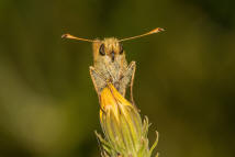 Ochlodes sylvanus / Rostfarbiger Dickkopffalter (syn. Ochlodes venatus) / Tagfalter - Dickkopffalter - Hesperiidae - Hesperiinae