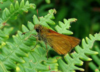 Ochlodes sylvanus / Rostfarbiger Dickkopffalter (syn. Ochlodes venatus) / Tagfalter - Dickkopffalter - Hesperiidae - Hesperiinae