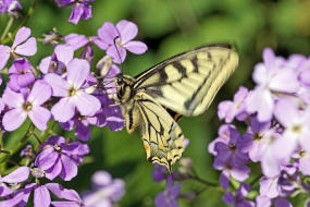 Papilio machaon / Schwalbenschwanz / Tagfalter - Ritterfalter - Papilionidae