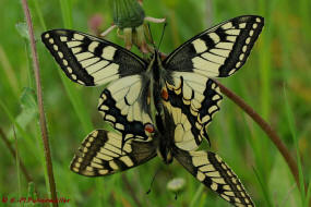 Papilio machaon / Schwalbenschwanz / Tagfalter - Ritterfalter - Papilionidae