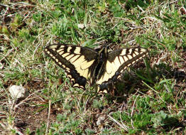 Papilio machaon / Schwalbenschwanz / Tagfalter - Ritterfalter - Papilionidae