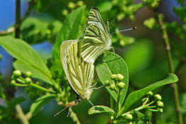 Pieris napi / Grnader-Weiling / Rapsweiling / Tagfalter - Weilinge - Pieridae - Pierinae