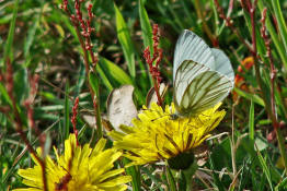 Pieris napi / Grnader-Weiling / Rapsweiling / Tagfalter - Weilinge - Pieridae - Pierinae