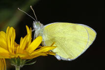 Pieris rapae / Kleiner Kohlweiling / Tagfalter - Weilinge - Pieridae - Pierinae