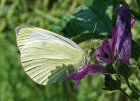 Pieris rapae / Kleiner Kohlweiling / Tagfalter - Weilinge - Pieridae - Pierinae