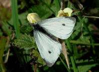 Pieris rapae / Kleiner Kohlweiling / Tagfalter - Weilinge - Pieridae - Pierinae