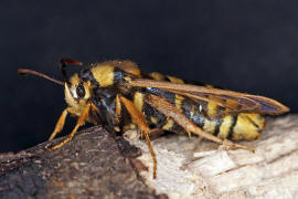 Sesia apiformis / Hornissen-Glasflügler / Glasflügler - Sesiidae - Sesiinae