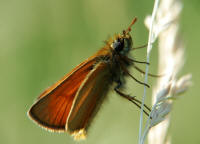 Thymelicus sylvestris / Braunkolbiger Braun-Dickkopffalter / Tagfalter - Dickkopffalter - Hesperiidae - Hesperiinae