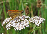 Thymelicus sylvestris / Braunkolbiger Braun-Dickkopffalter / Tagfalter - Dickkopffalter - Hesperiidae - Hesperiinae