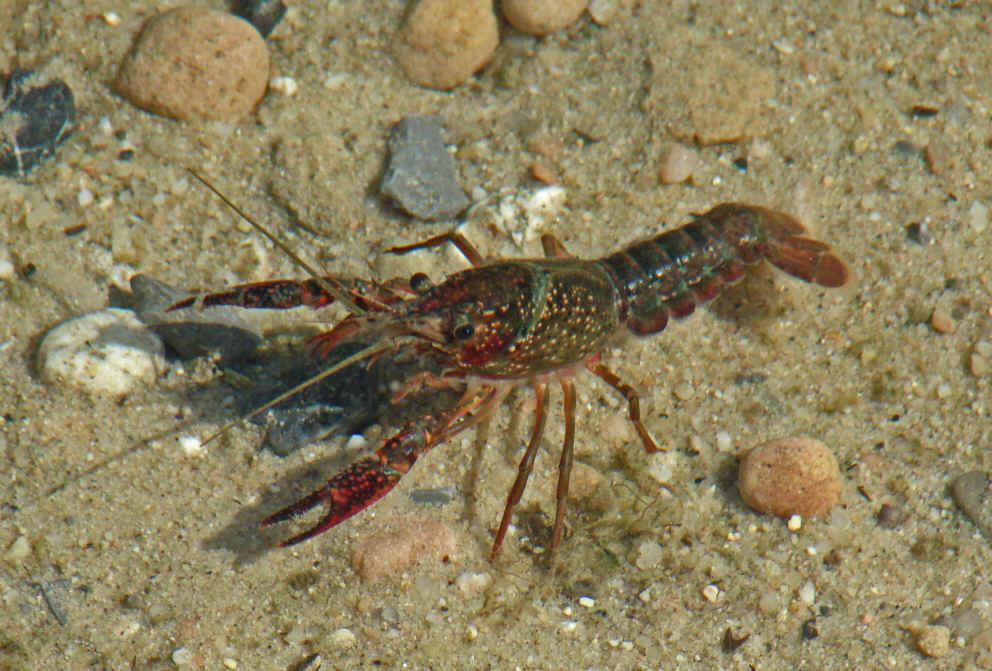 Procambarus clarkii / Roter amerikanischer Sumpfkrebs