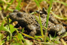 Bombina variegata / Gelbbauchunke / Unken - Bombinatoridae / Ordnung: Froschlurche - Anura