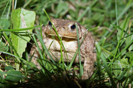 Bufo bufo / Erdkrte / Krten - Bufonidae / Ordnung: Froschlurche - Anura