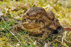 Bufo bufo / Erdkrte / Krten - Bufonidae / Ordnung: Froschlurche - Anura