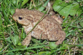 Bufo bufo / Erdkrte / Krten - Bufonidae / Ordnung: Froschlurche - Anura