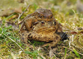 Bufo bufo / Erdkrte / Krten - Bufonidae / Ordnung: Froschlurche - Anura