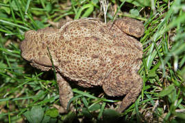 Bufo bufo / Erdkrte / Krten - Bufonidae / Ordnung: Froschlurche - Anura