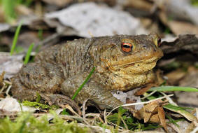 Bufo bufo / Erdkrte / Krten - Bufonidae / Ordnung: Froschlurche - Anura