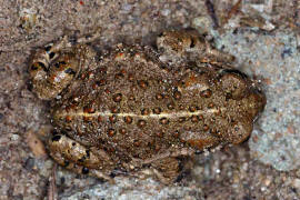 Bufo calamita / Kreuzkrte / Krten - Bufonidae / Ordnung: Froschlurche - Anura