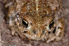 Bufo calamita / Kreuzkrte / Krten - Bufonidae / Ordnung: Froschlurche - Anura