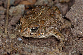 Bufo calamita / Kreuzkrte / Krten - Bufonidae / Ordnung: Froschlurche - Anura