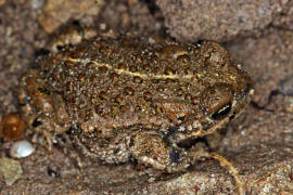 Bufo calamita / Kreuzkrte / Krten - Bufonidae / Ordnung: Froschlurche - Anura