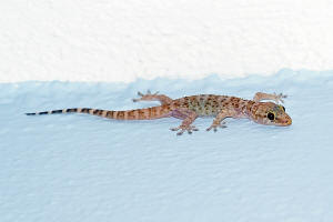 Hemidactylus turcicus / Europischer Halbfinger / Geckos - Gekkonidae / Ordnung: Schuppenkriechtiere - Squamata
