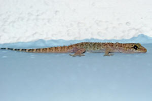Hemidactylus turcicus / Europischer Halbfinger / Geckos - Gekkonidae / Ordnung: Schuppenkriechtiere - Squamata