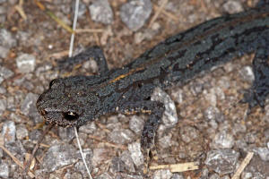 Ichthyosaura alpestris / Bergmolch / Echte Salamander - Salamandridae