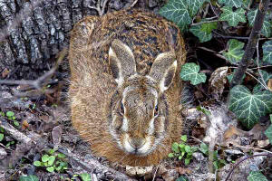 Lepus europaeus / Feldhase / Hasen - Leporidae / Hasenartige / Lagomorpha