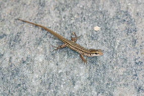 Podarcis erhardii / Kykladen-Mauereidechse / Echte Eidechsen - Lacertidae - Lacertinae