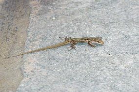 Podarcis erhardii / Kykladen-Mauereidechse / Echte Eidechsen - Lacertidae - Lacertinae