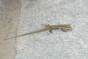 Podarcis erhardii / Kykladen-Mauereidechse / Echte Eidechsen - Lacertidae - Lacertinae