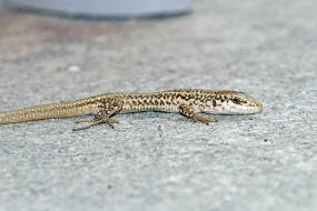 Podarcis erhardii / Kykladen-Mauereidechse / Echte Eidechsen - Lacertidae - Lacertinae