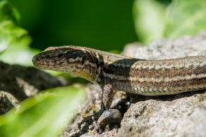 Podarcis muralis / Mauereidechse / Echte Eidechsen - Lacertidae - Lacertinae