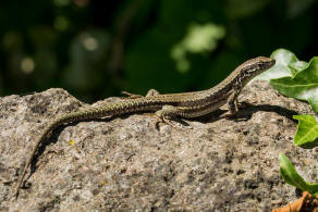 Podarcis muralis / Mauereidechse / Echte Eidechsen - Lacertidae - Lacertinae