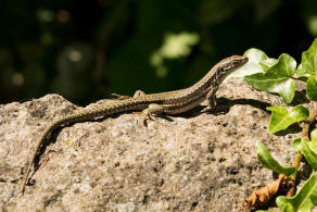 Podarcis muralis / Mauereidechse / Echte Eidechsen - Lacertidae - Lacertinae