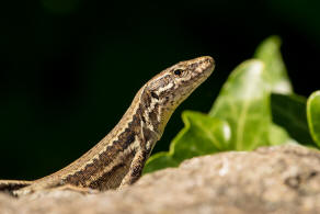 Podarcis muralis / Mauereidechse / Echte Eidechsen - Lacertidae - Lacertinae