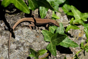 Podarcis muralis / Mauereidechse / Echte Eidechsen - Lacertidae - Lacertinae