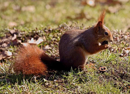 Sciurus vulgaris / Rotes Eichhrnchen / Europisches Eichhrnchen / Sciuridae - Hrnchen