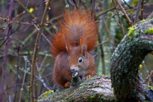 Sciurus vulgaris / Rotes Eichhrnchen / Europisches Eichhrnchen / Sciuridae - Hrnchen