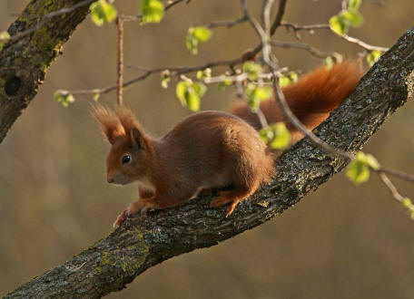 Sciurus vulgaris / Rotes Eichhrnchen / Europisches Eichhrnchen / Sciuridae - Hrnchen