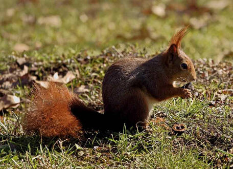 Sciurus vulgaris / Rotes Eichhrnchen / Europisches Eichhrnchen / Sciuridae - Hrnchen