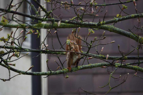 Sciurus vulgaris / Rotes Eichhrnchen / Europisches Eichhrnchen / Sciuridae - Hrnchen