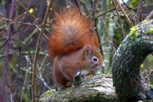 Sciurus vulgaris / Rotes Eichhrnchen / Europisches Eichhrnchen / Sciuridae - Hrnchen