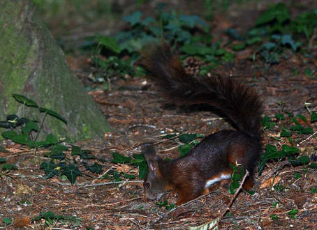 Sciurus vulgaris / Rotes Eichhrnchen / Europisches Eichhrnchen / Sciuridae - Hrnchen