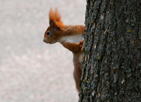 Sciurus vulgaris / Rotes Eichhrnchen / Europisches Eichhrnchen / Sciuridae - Hrnchen