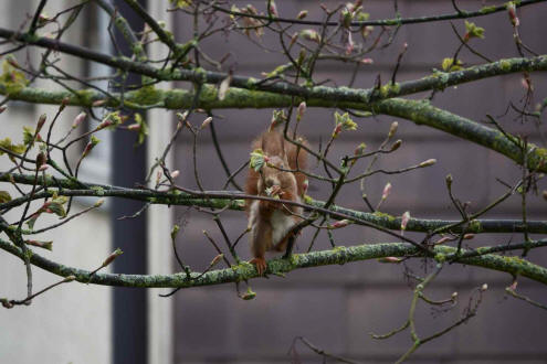 Sciurus vulgaris / Rotes Eichhrnchen / Europisches Eichhrnchen / Sciuridae - Hrnchen